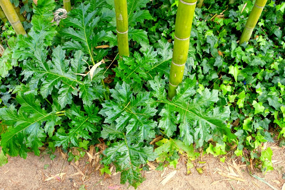 Bamboo - Giardino di Ninfa, Italy - DSC03139