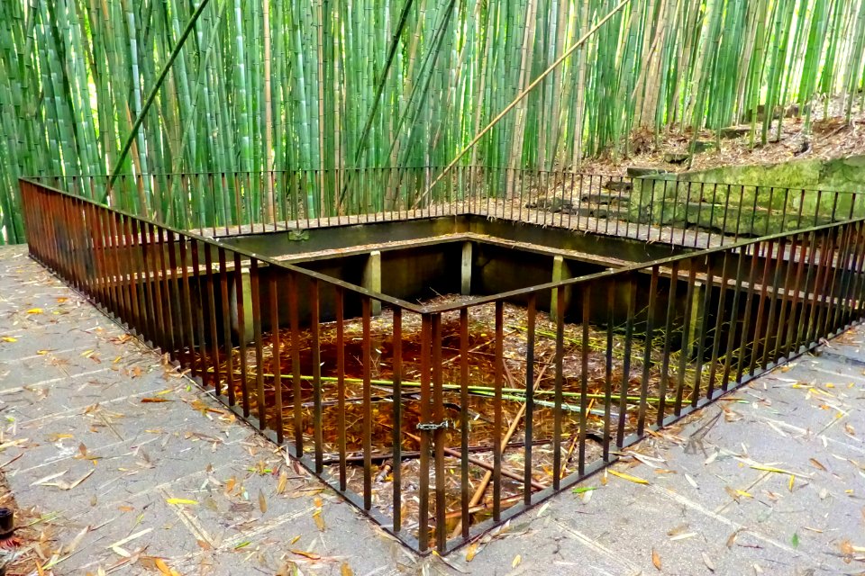Bamboo - Jardim Botânico da Universidade de Coimbra - Coimbra, Portugal - DSC08959