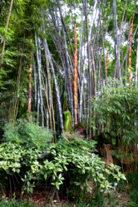 Bamboos - Wangjianglou Park - Chengdu, China - DSC05991