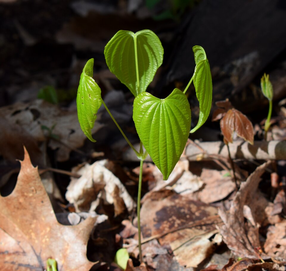 Plant spring medicinal