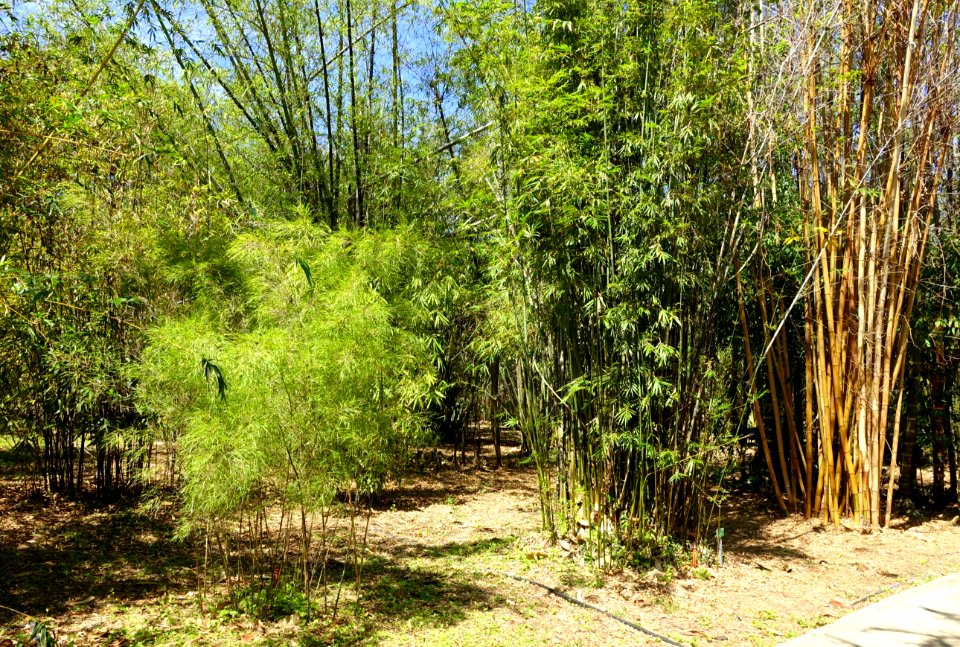 Bamboos - Fruit and Spice Park - Homestead, Florida - DSC09098