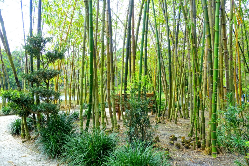 Bamboo Grove - Morikami Museum and Japanese Gardens - Palm Beach County, Florida - DSC03336