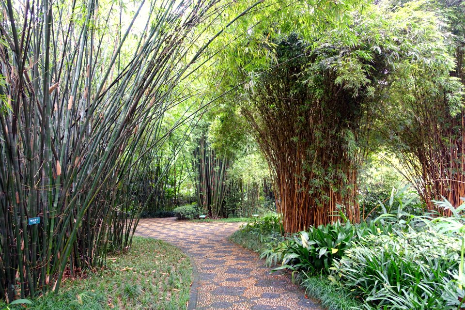 Bamboo - Wangjianglou Park - Chengdu, China - DSC05806