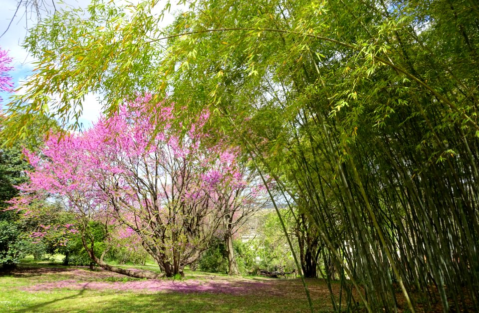 Bamboo and cherry - Orto botanico - Rome, Italy - DSC00248