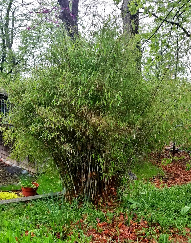 Bamboo 02 - Arlington, MA