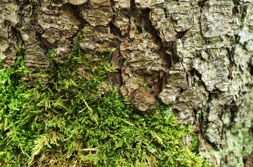 Background nature wood