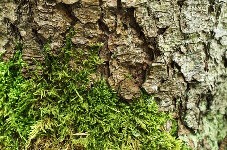Background nature wood
