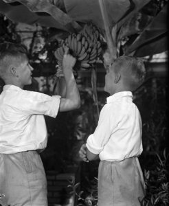 Bananenkwekerij. Twee jongens bij een tros bananen, Bestanddeelnr 902-3193