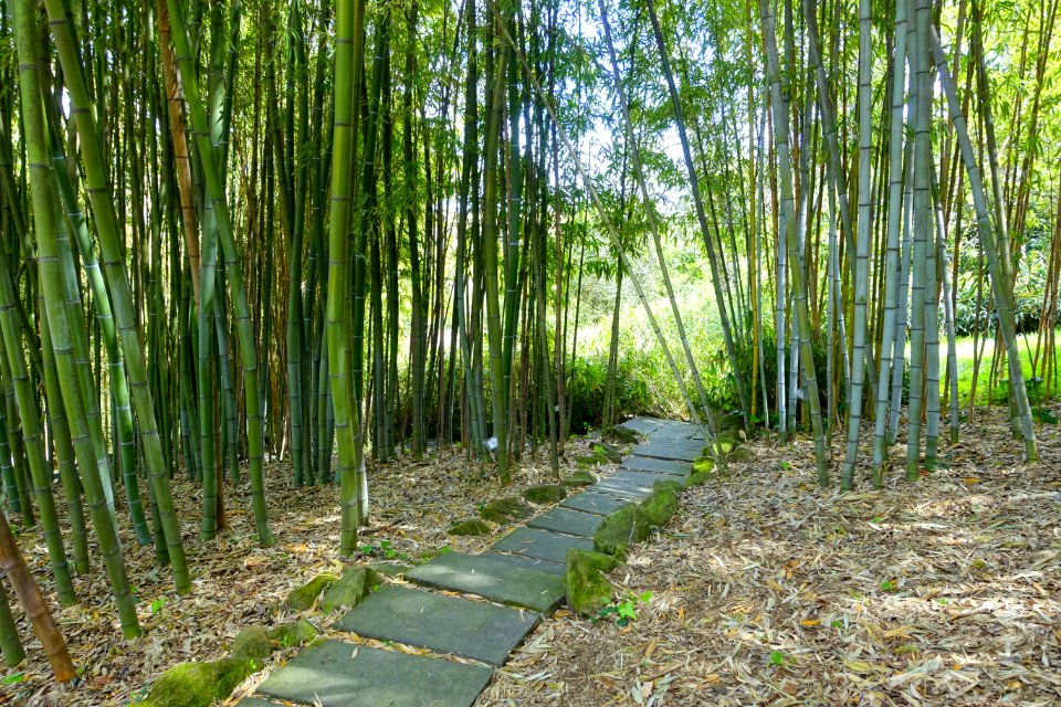 Bamboo - Orto botanico - Rome, Italy - DSC00262