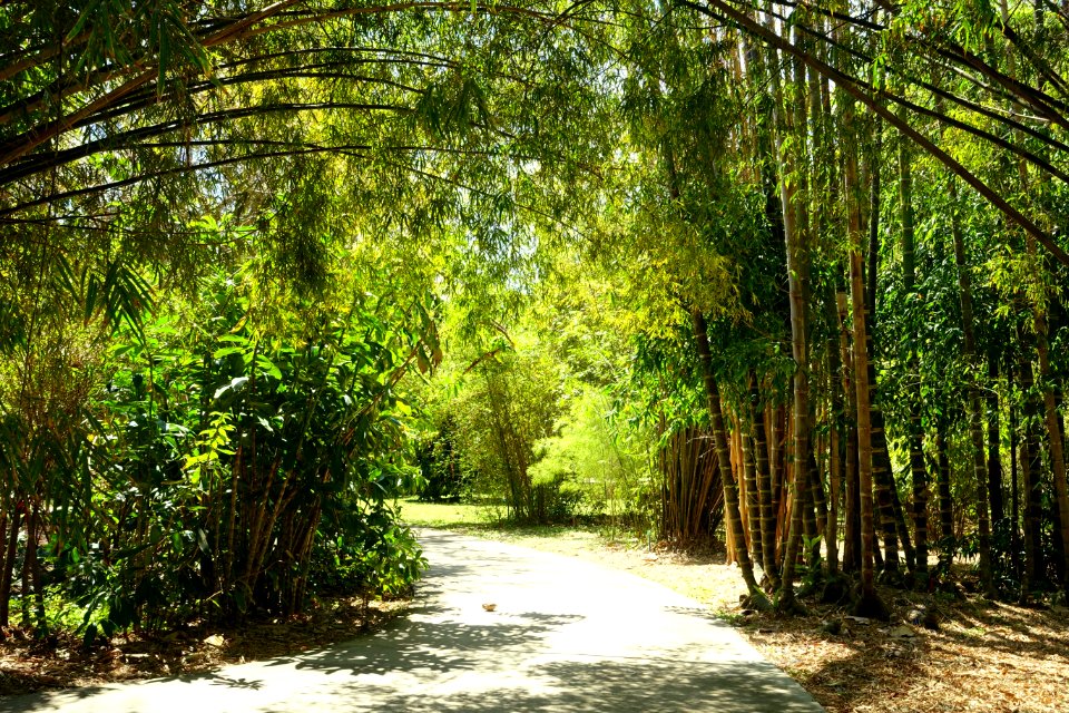 Bamboos - Fruit and Spice Park - Homestead, Florida - DSC09108