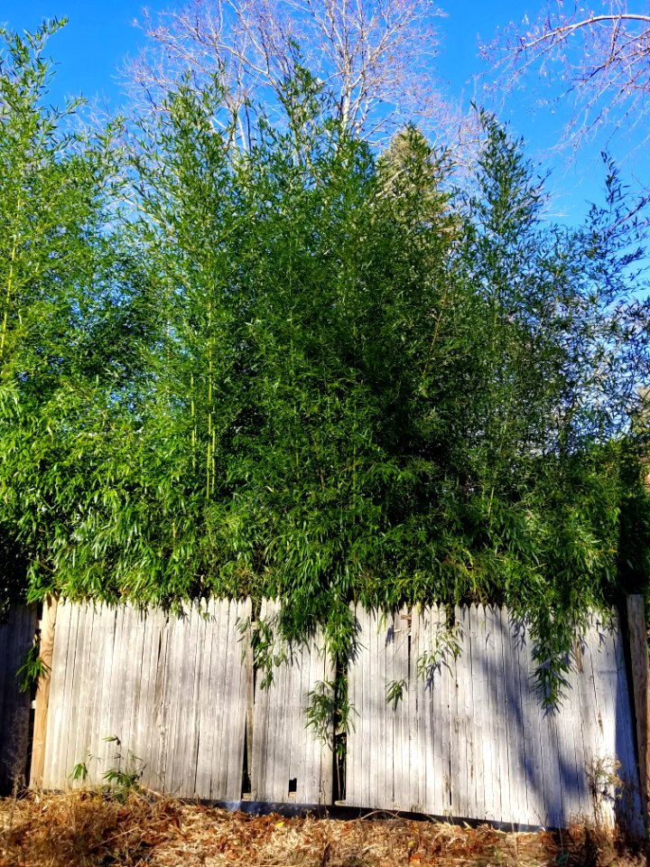 Bamboo behind fence - Arlington, MA - 20201116 092244