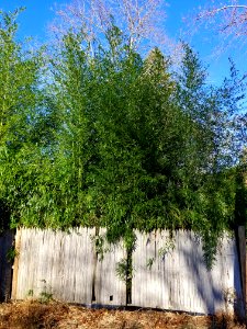 Bamboo behind fence - Arlington, MA - 20201116 092244 photo