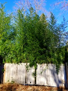 Bamboo behind fence - Arlington, MA - 20201116 092244