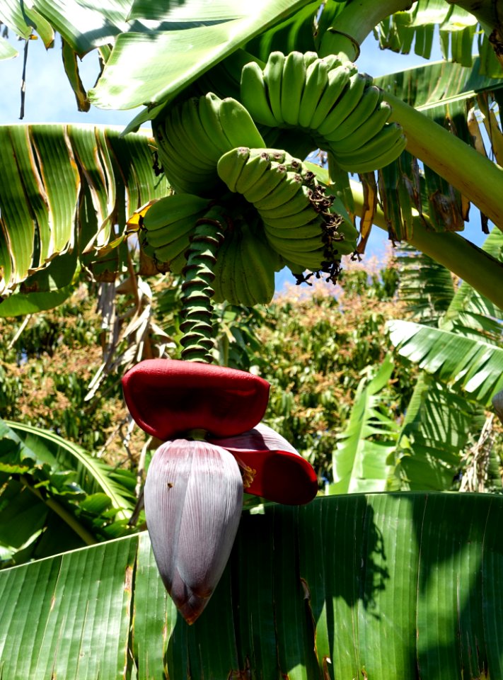 Bananas - Fruit and Spice Park - Homestead, Florida - DSC08815