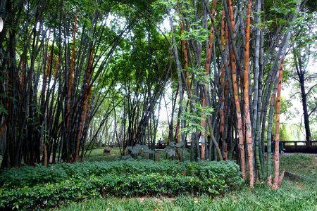Bamboo - Wangjianglou Park - Chengdu, China - DSC05715