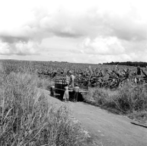 Bananenplantage in Guadeloupe, Bestanddeelnr 252-4184 photo