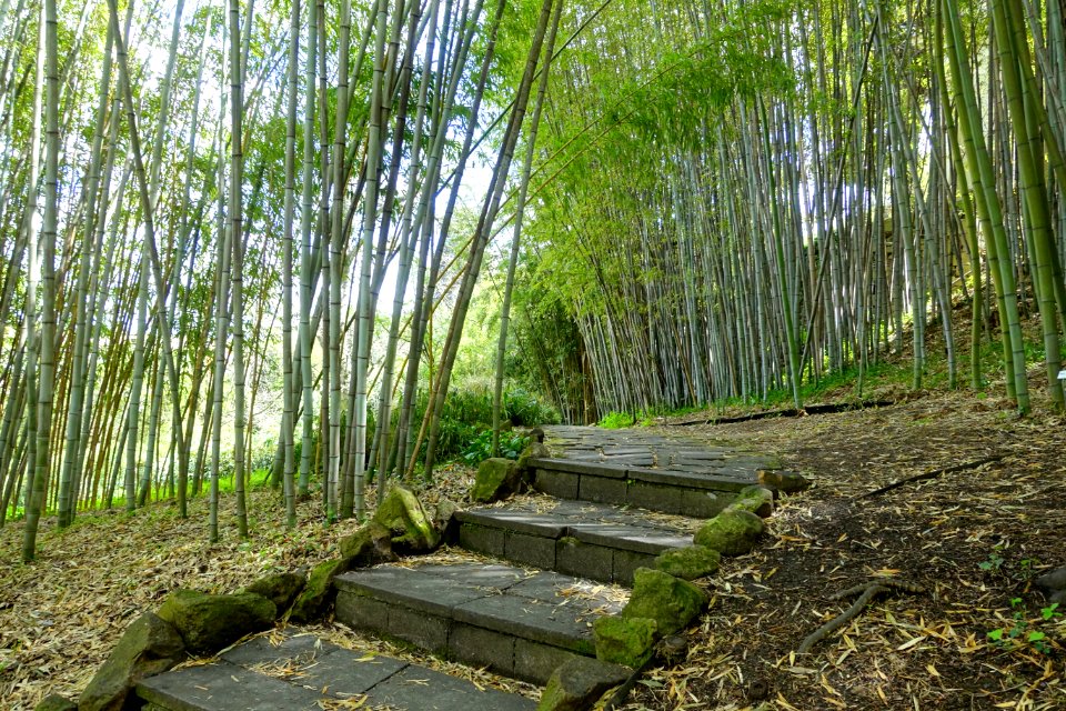 Bamboo - Orto botanico - Rome, Italy - DSC00260