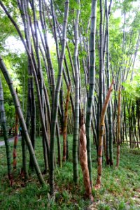 Bambusa rongchengensis (Dendrocalamus rongchengensis) - Wangjianglou Park - Chengdu, China - DSC05829
