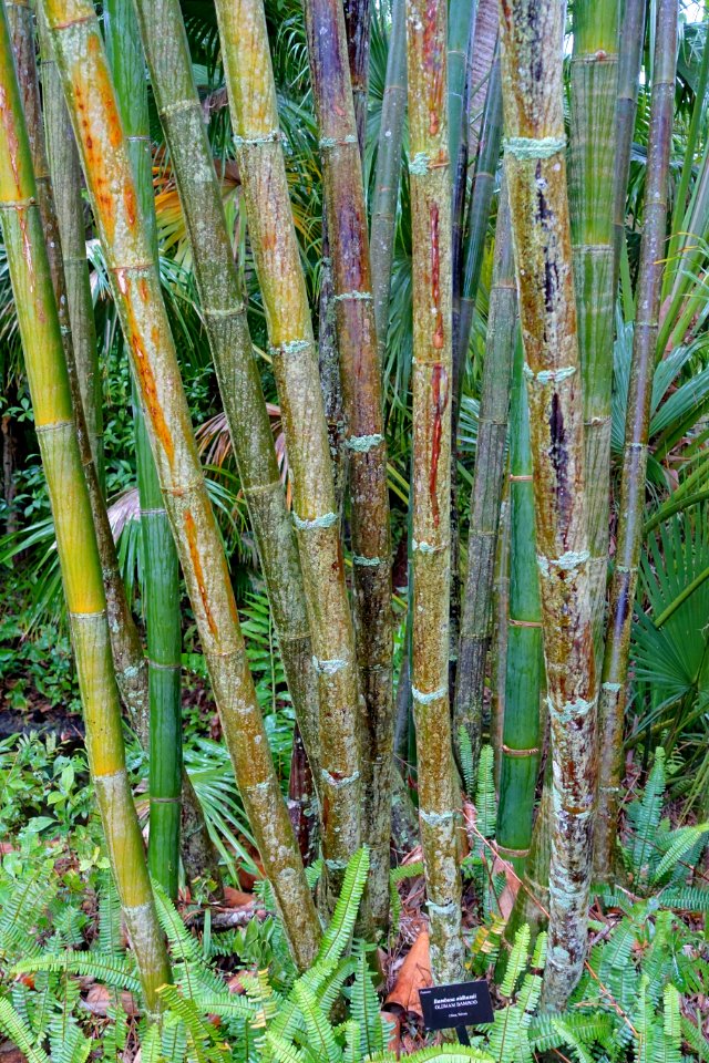 Bambusa oldhamii - McKee Botanical Garden - Vero Beach, Florida - DSC03266