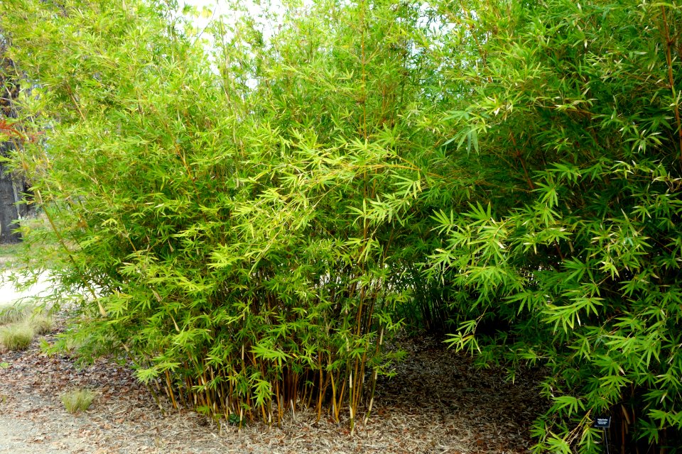 Bambusa multiplex 'Alphonse Karr' - McConnell Arboretum & Botanical Gardens - DSC02982