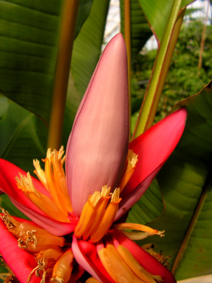Banana tree in bloom (public domain)