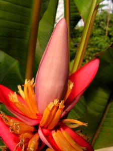 Banana tree in bloom (public domain)