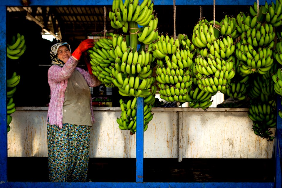 Banana Worker (220485139)