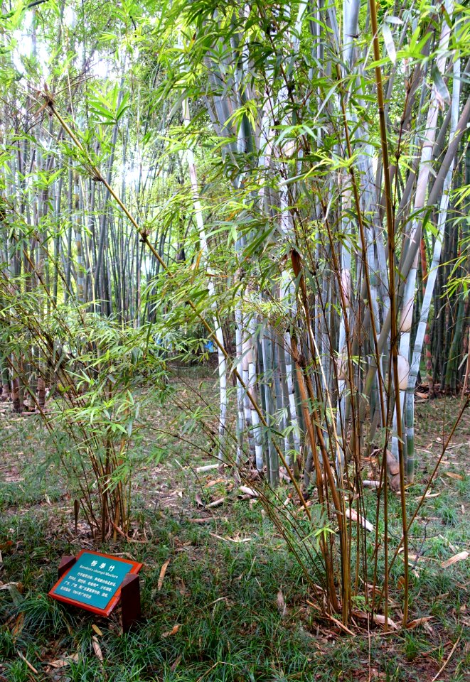 Bambusa chungii - Wangjianglou Park - Chengdu, China - DSC06133