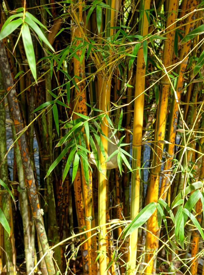 Bambusa eutuldoides - Naples Botanical Garden - Naples, Florida - DSC09914