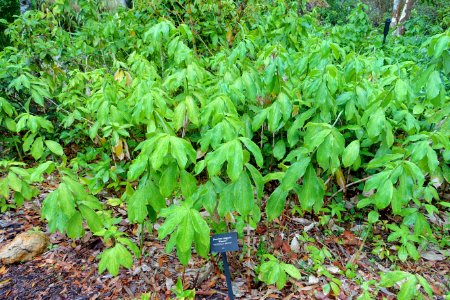 Bambusa vulgaris 'Wamin' - McKee Botanical Garden - Vero Beach, Florida - DSC03173