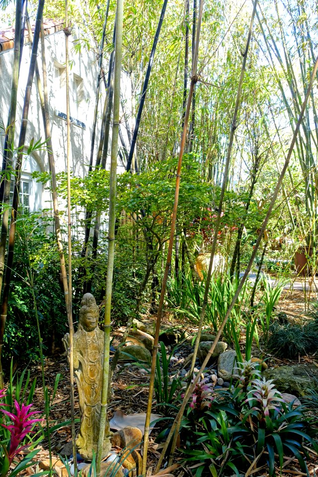 Bambusa chungii - Marie Selby Botanical Gardens - Sarasota, Florida - DSC01188
