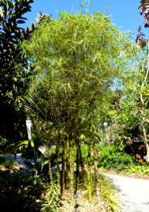 Bambusa vulgaris 'Wamin Striata' - Naples Botanical Garden - Naples, Florida - DSC09844
