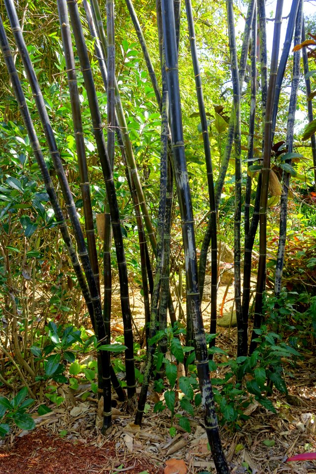 Bambusa lako - Mounts Botanical Garden - Palm Beach County, Florida - DSC03859