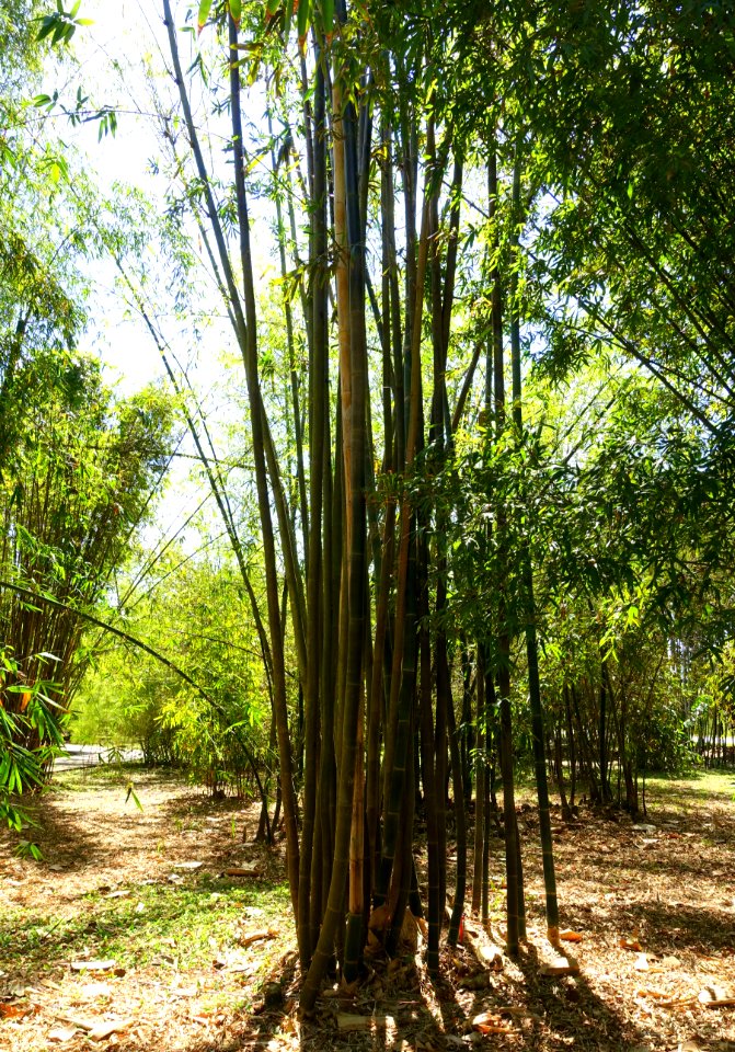 Bambusa oldhamii - Fruit and Spice Park - Homestead, Florida - DSC09101
