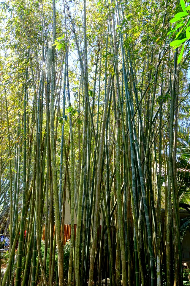 Bambusa oldhamii - Marie Selby Botanical Gardens - Sarasota, Florida - DSC01170
