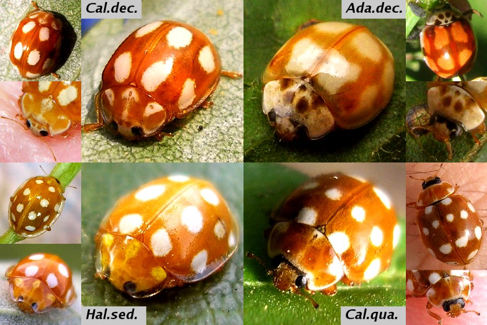 Bambi ladybirds 4 common species