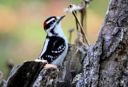 Bird nature avian photo