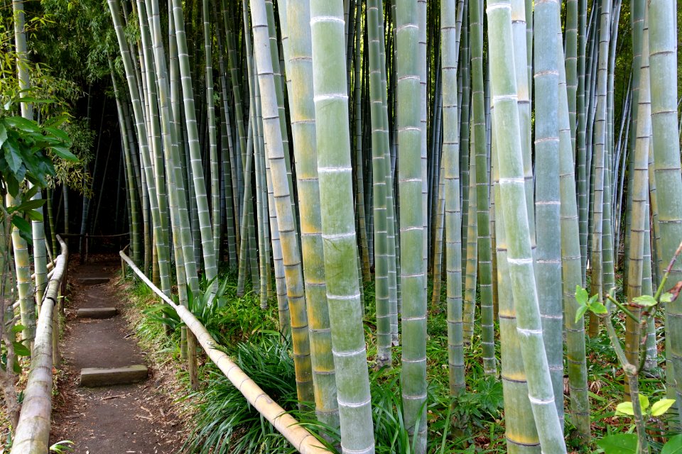 Bamboo grove - Eishō-ji - Kamakura, Kanagawa, Japan - DSC08150