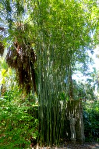 Bambusa textilis - Marie Selby Botanical Gardens - Sarasota, Florida - DSC01760