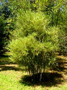 Bamboo - Fruit and Spice Park - Homestead, Florida - DSC09097
