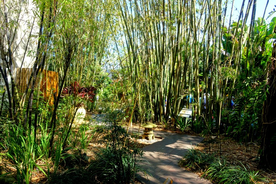 Bamboo groves - Marie Selby Botanical Gardens - Sarasota, Florida - DSC01182
