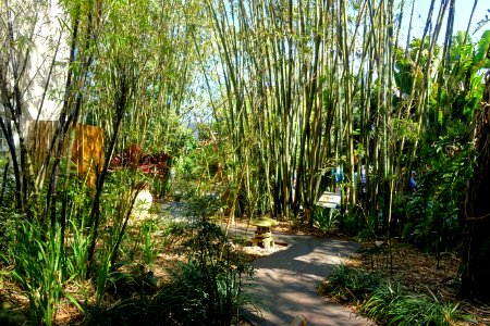 Bamboo groves - Marie Selby Botanical Gardens - Sarasota, Florida - DSC01182