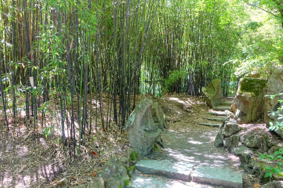 Bamboo - Dr. Sun Yat-Sen Park - Vancouver, Canada - DSC09911