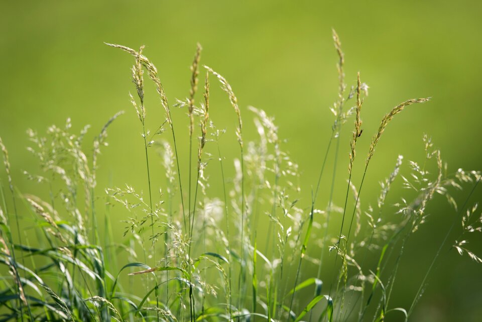 Nature plant summer meadow photo