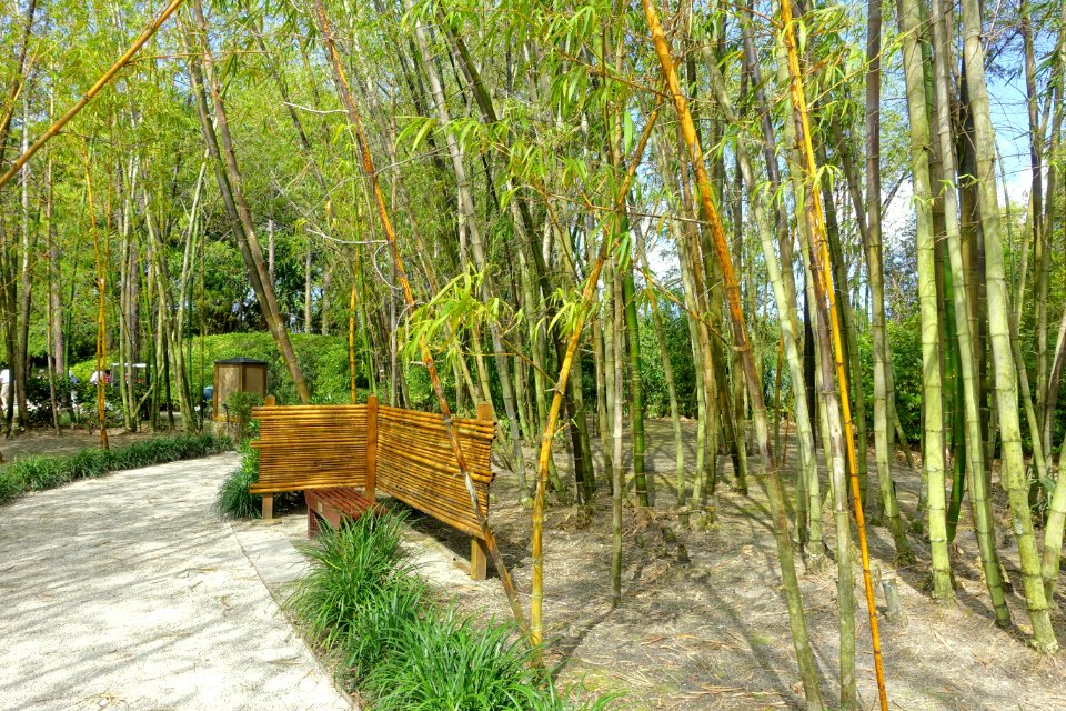 Bamboo Grove - Morikami Museum and Japanese Gardens - Palm Beach County, Florida - DSC03338
