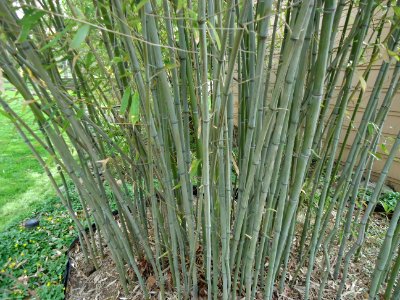 Bamboo growing in backyard of a gardener in New Jersey photo