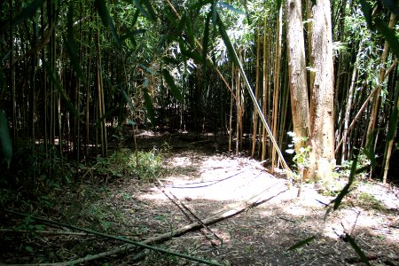 Bamboo forest, Lake Conestee Nature Park, June 2019