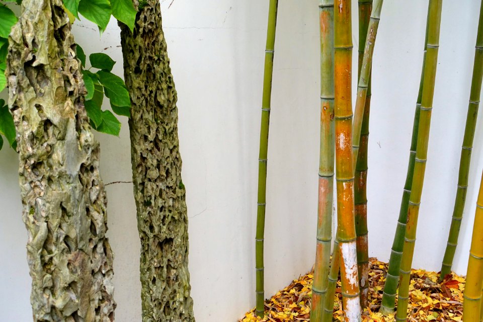 Bamboo and rocks - Lan Su Chinese Garden - Portland, Oregon - DSC01348