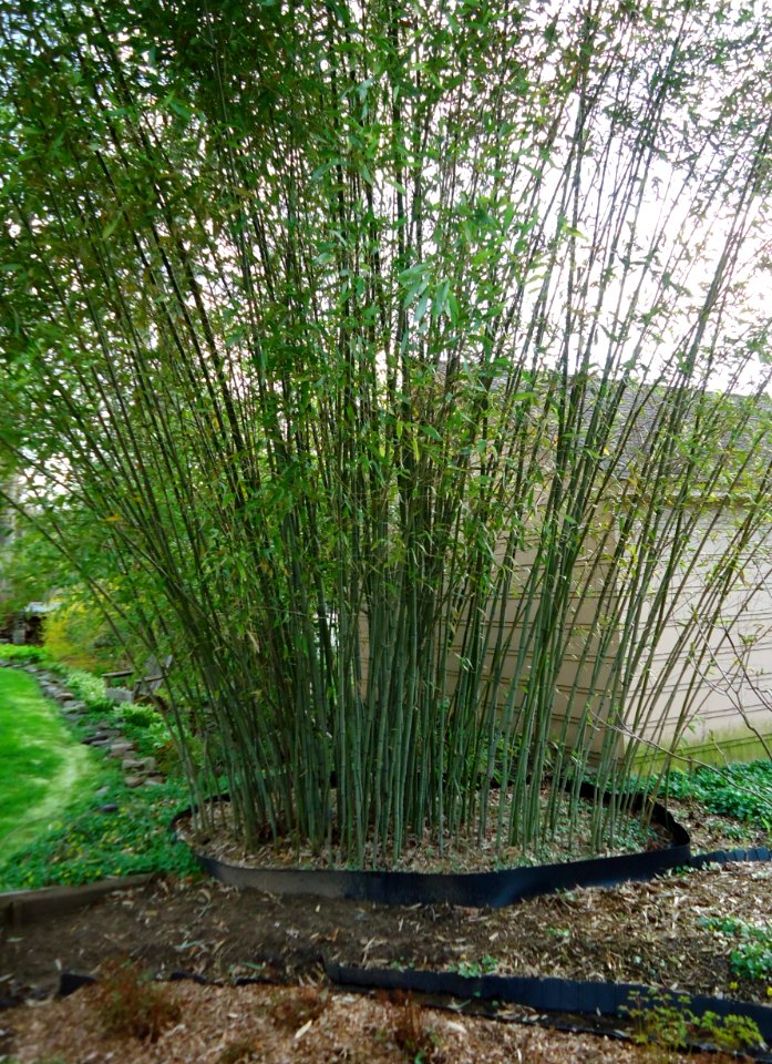 Bamboo growing in backyard of New Jersey gardener springtime photo