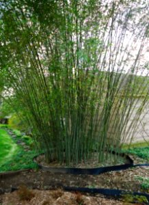 Bamboo growing in backyard of New Jersey gardener springtime